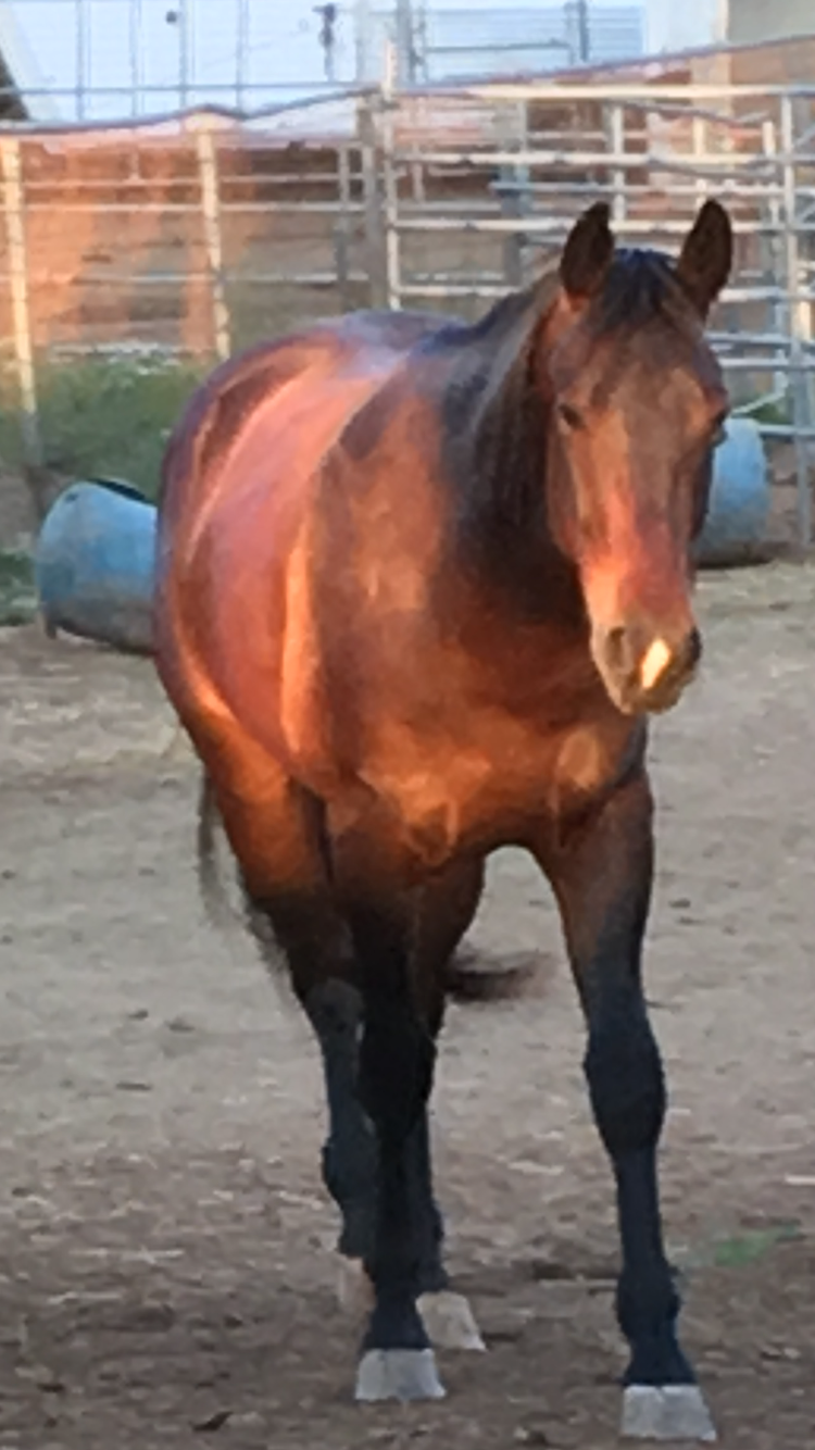 Luke, the horse, after his rehabilitation at 2 The Rescue Animal Sanctuary