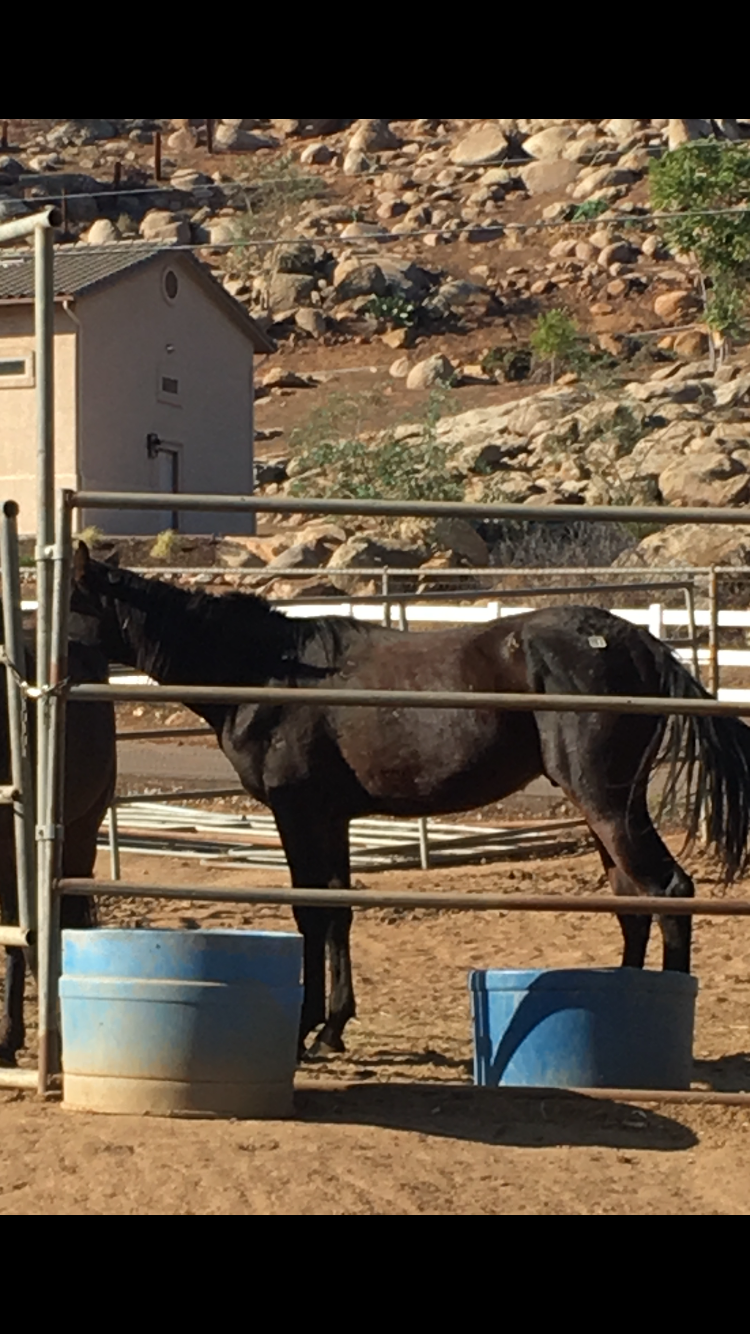 Luke, the horse, before his rehabilitation at 2 The Rescue Animal Sanctuary