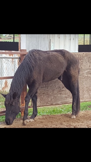 Prince, the horse, before his rehabilitation at 2 The Rescue Animal Sanctuary